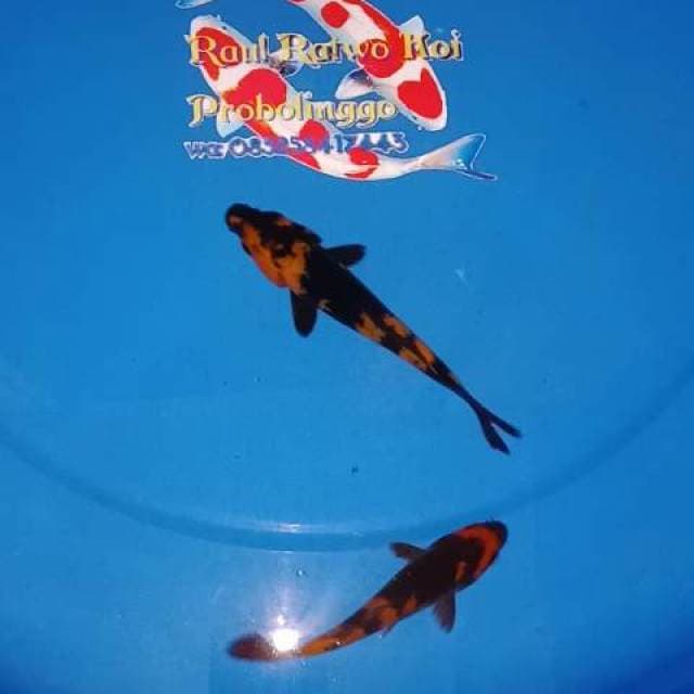 HIUTSURI mantab