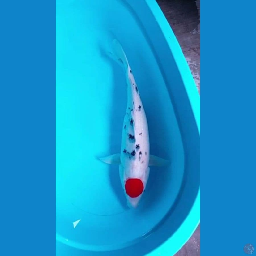 Induk Tancho Sanke 56 cm