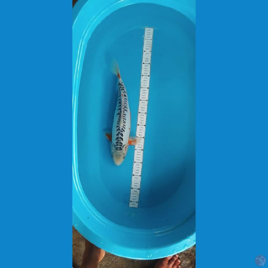 SHUSUI 42CM