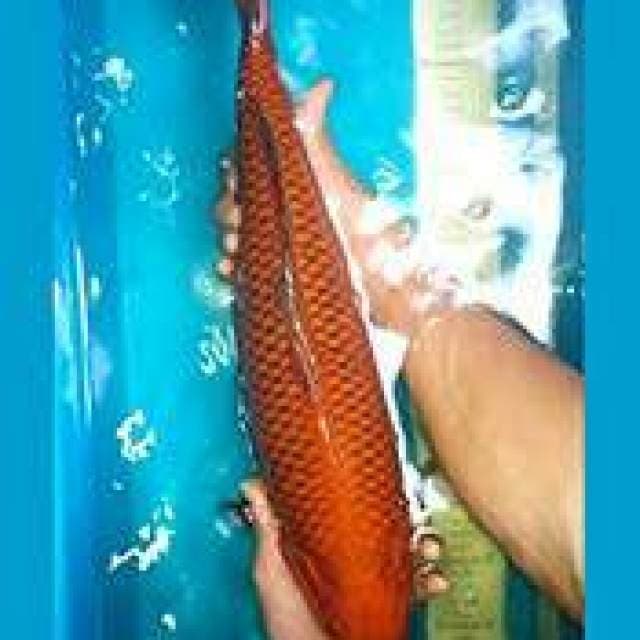 Cagoi tembaga 45cm