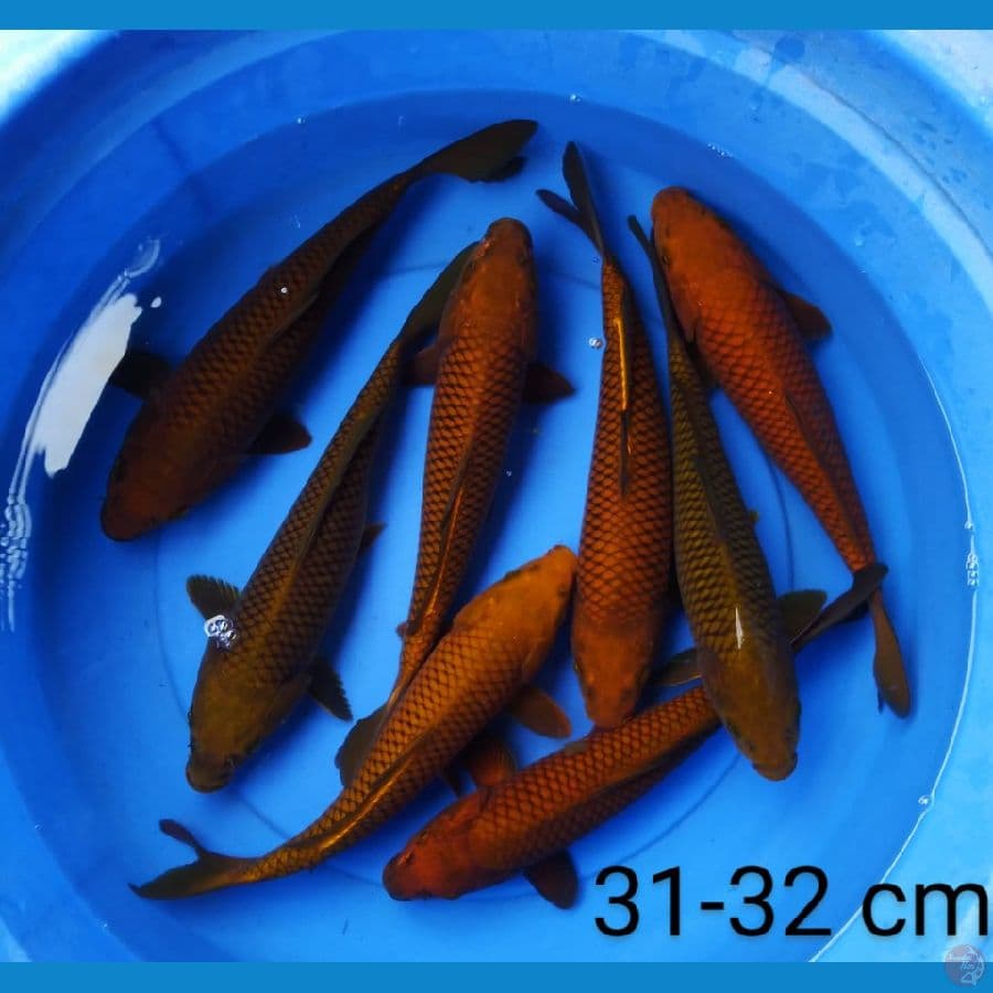 chagoi tembaga 31-32 cm