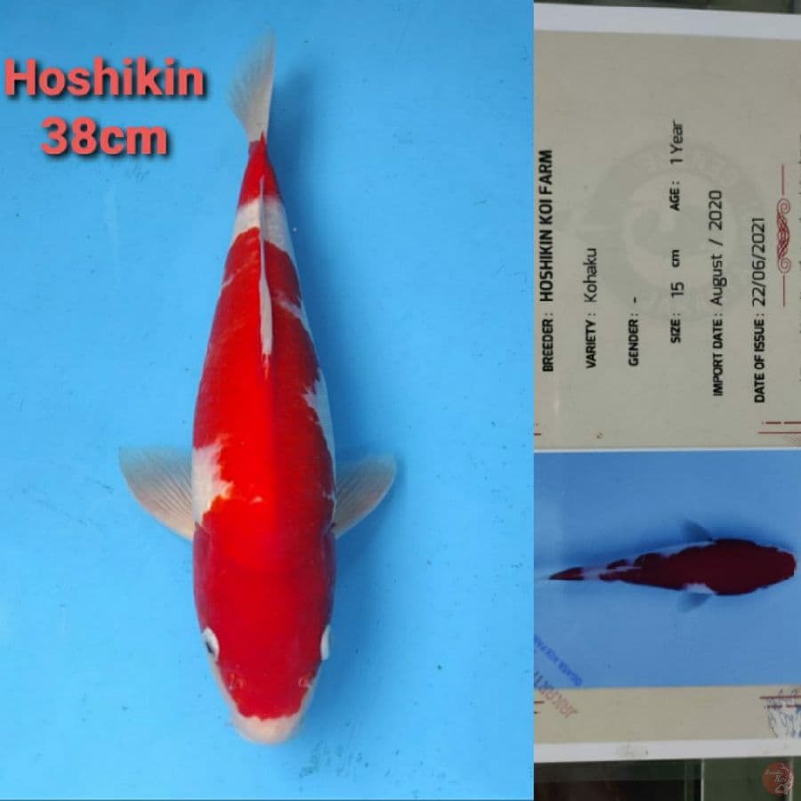 HOSHIKIN KOHAKU 38CM SERTI