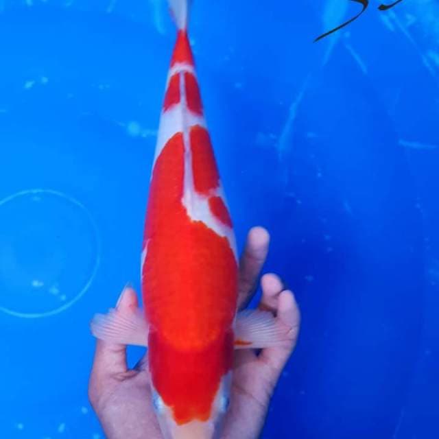 Kohaku red Strong f1