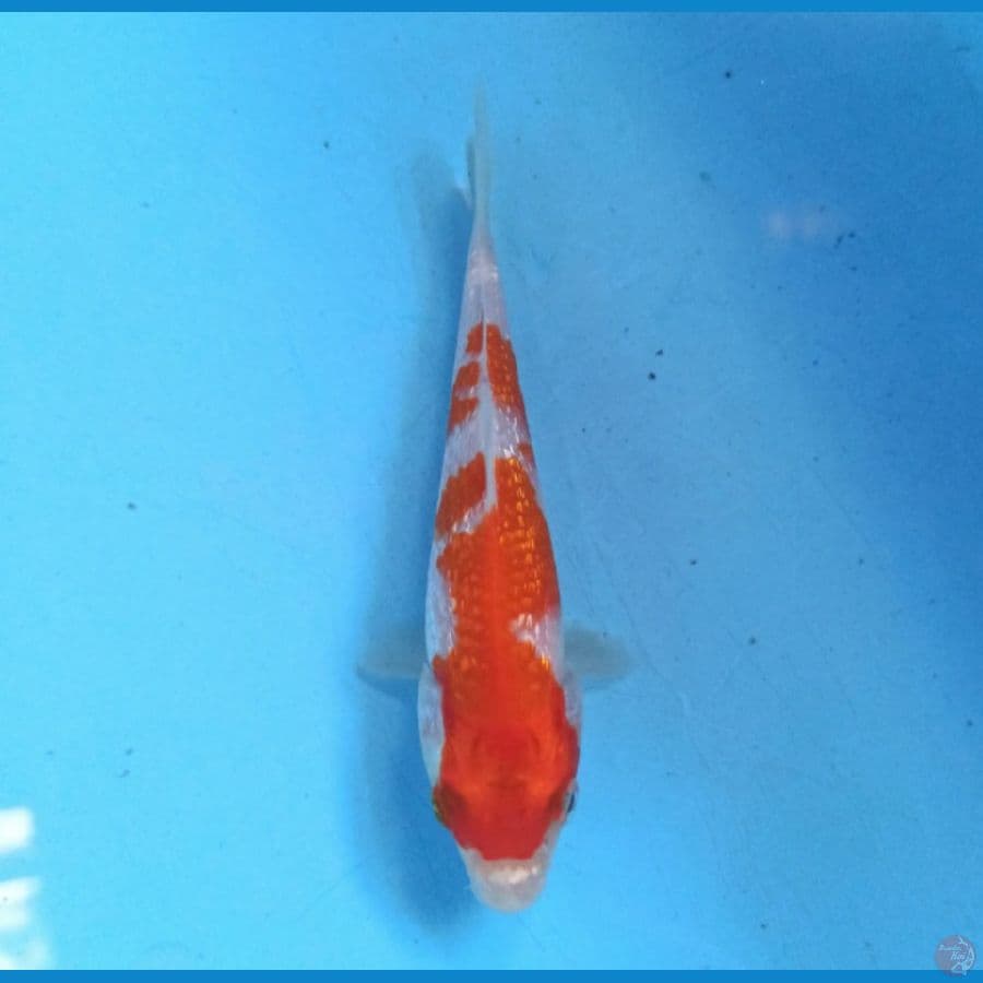 Kohaku Ginrin 18 cm
