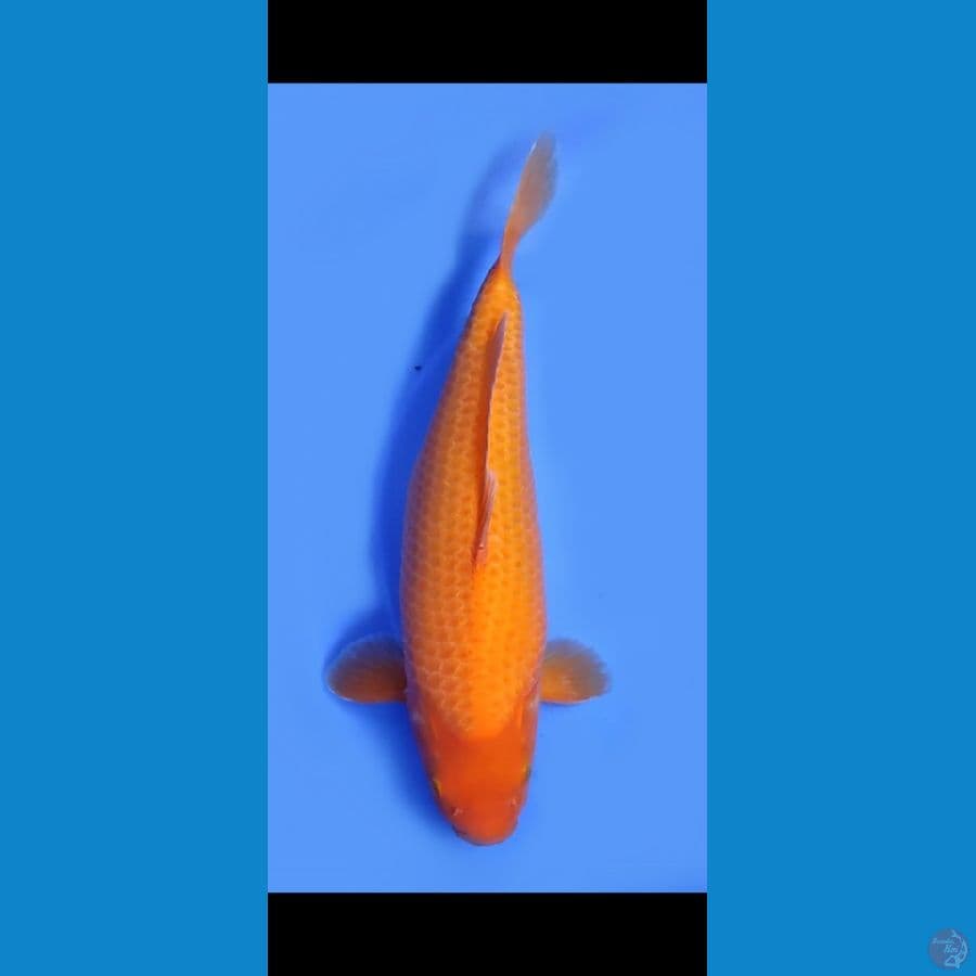 RED KHARASI RING BAGUS # 50BU