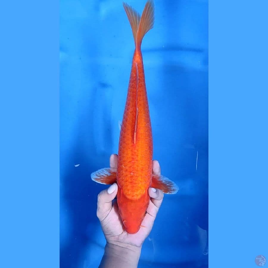 ( 37CM ) RED KARASHI - F