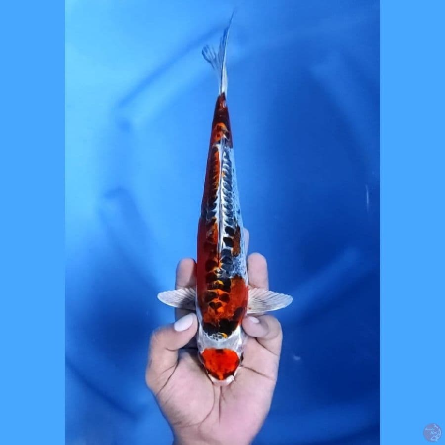 ( 27CM ) MARUTEN KIKO - F