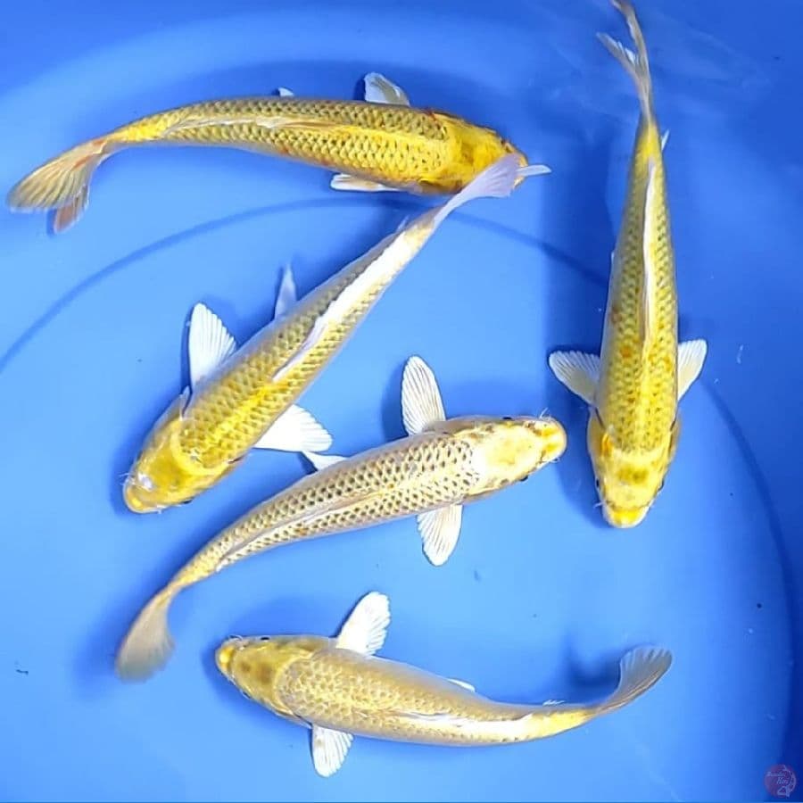 ( 22-24CM ) PAKET 5 EKOR YAMABUKI OGON