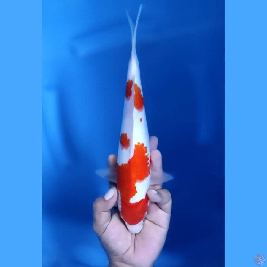 ( 28CM ) KOHAKU SKIN HALUS - F
