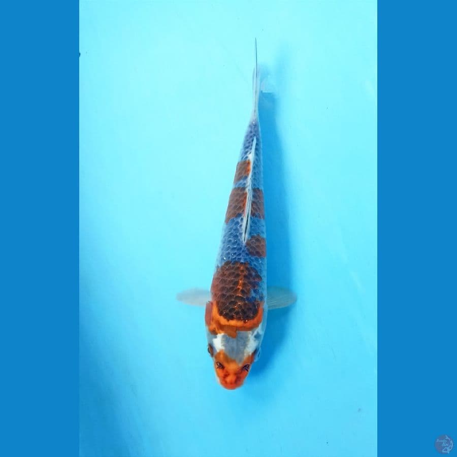 Goshiki 21cm