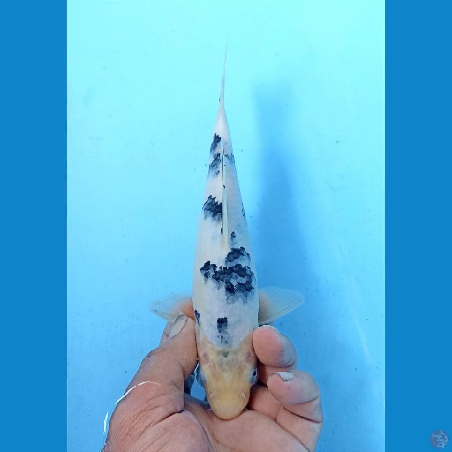 Bekko 20cm