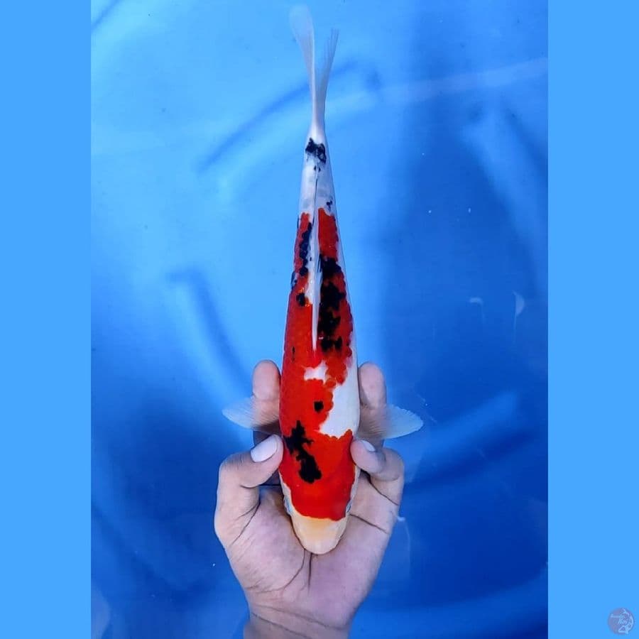 ( 29CM ) SANKE ORIGINAL JOZ - F