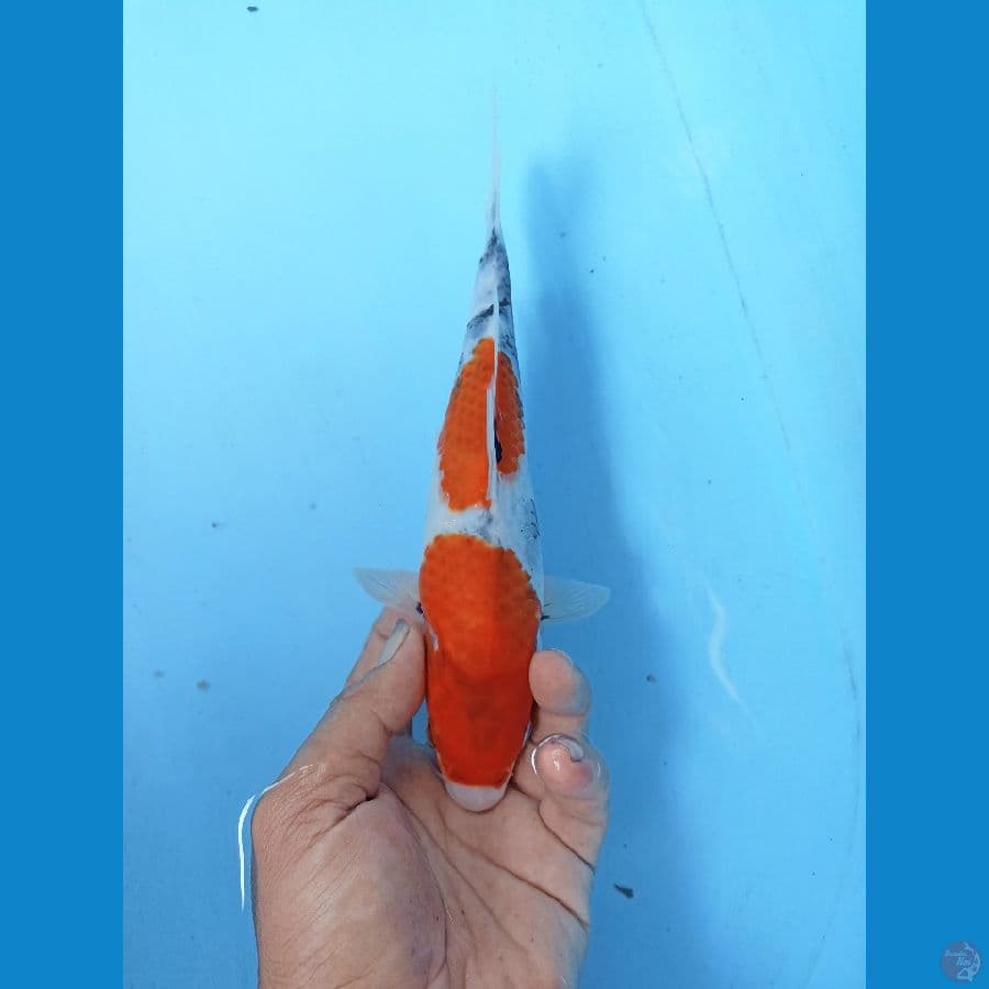 Showa 24cm