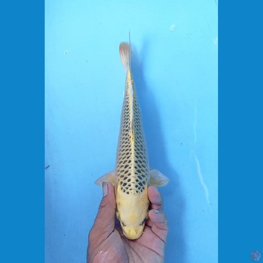 Kin madsuba 28cm