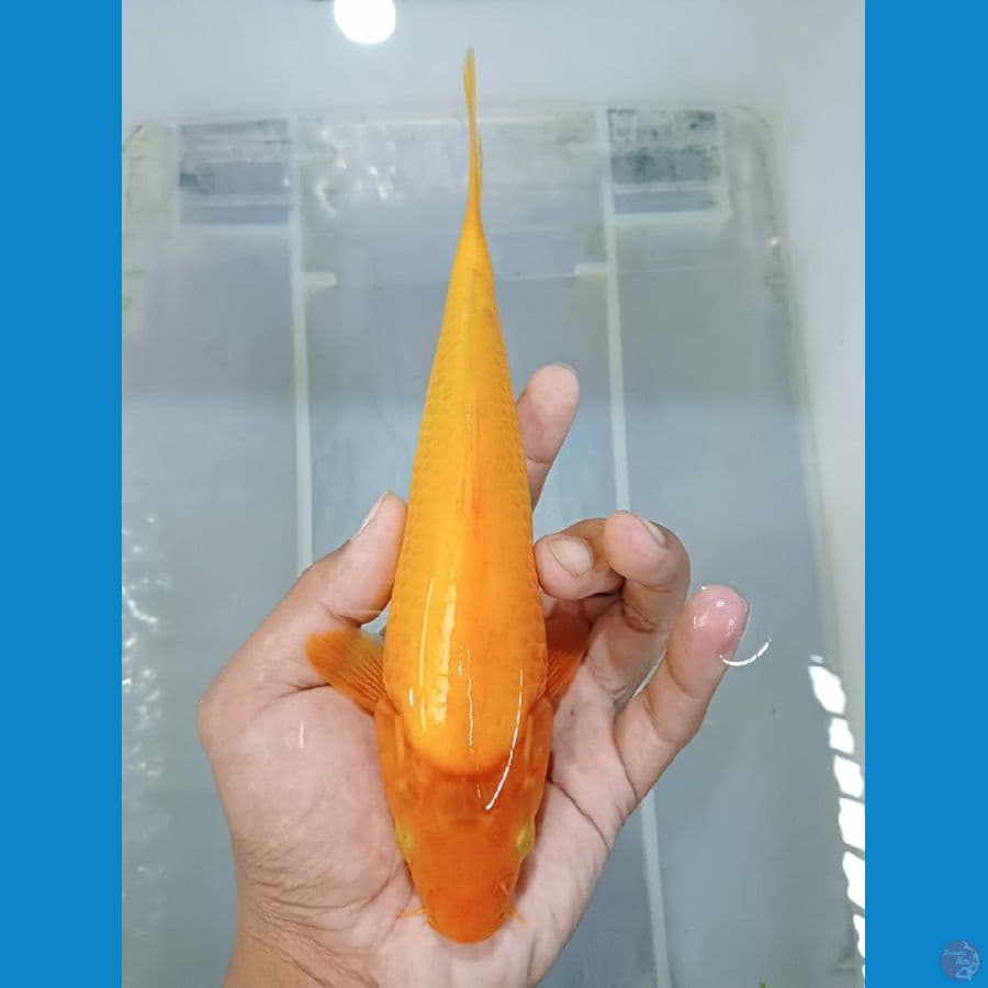 karashi 20 Bu