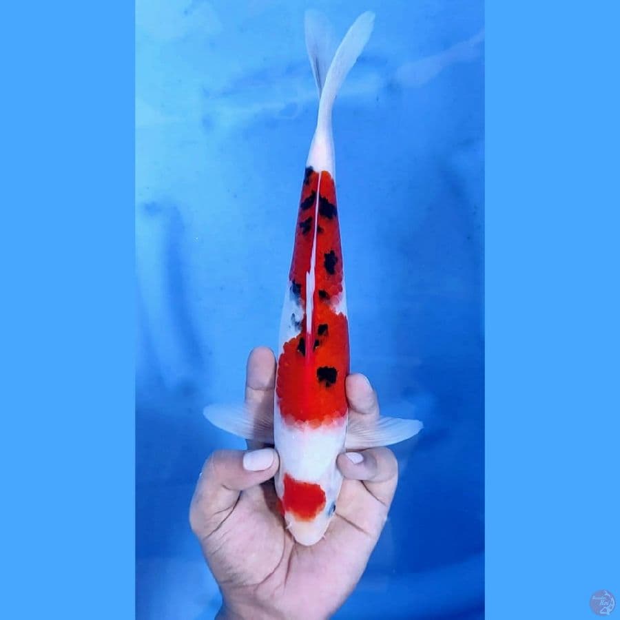 ( 28CM ) MARUTEN SANKE - M
