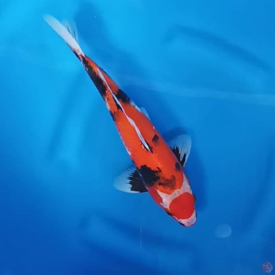 ( 31CM ) MARUTEN SHOWA - M