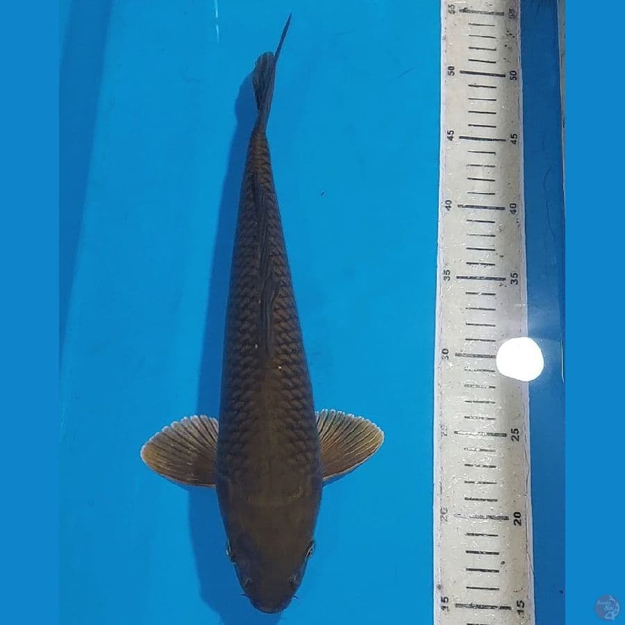 MIDORI 34 CM