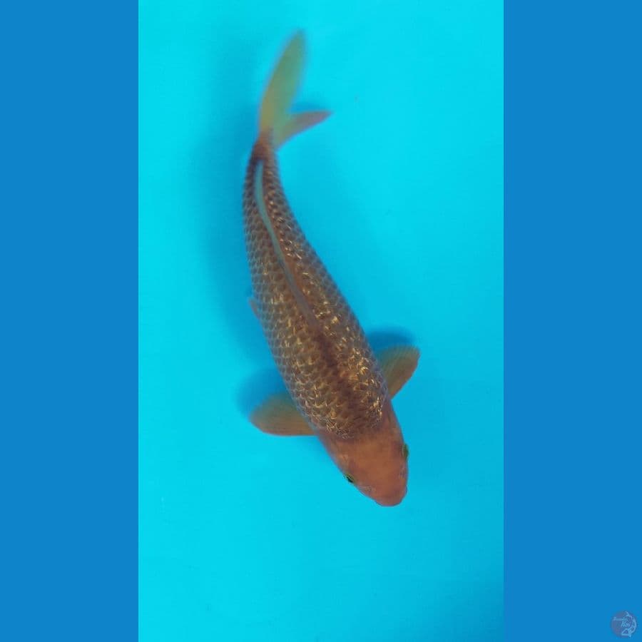 CARAMEL GINRIN 29CM (MALE)