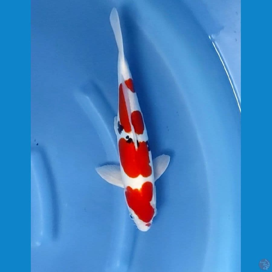 sanke doid murni original 35cm male