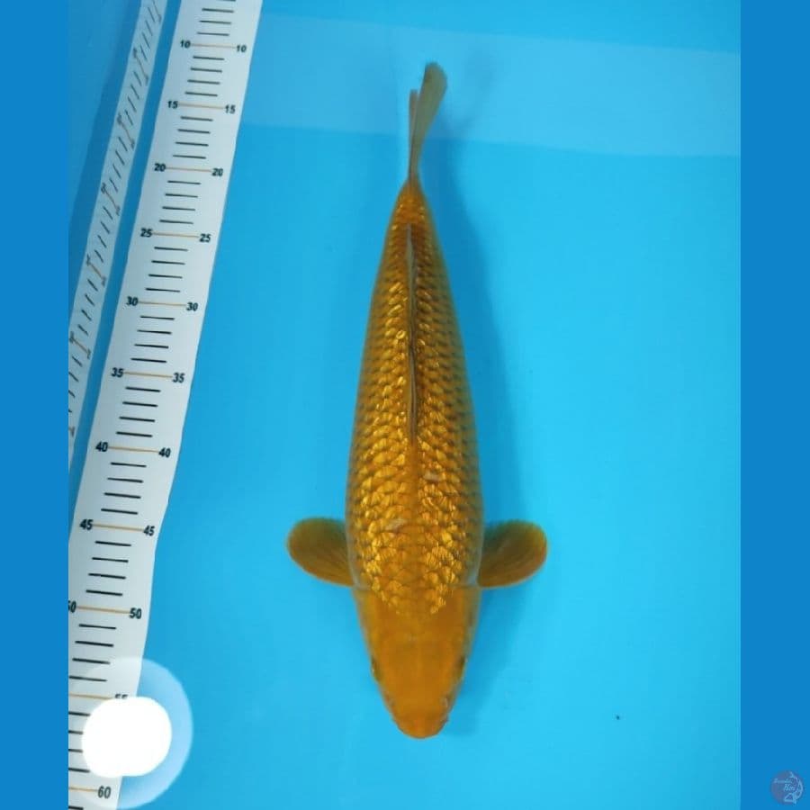 CARAMEL GINRIN 40 CM - FEEMALE