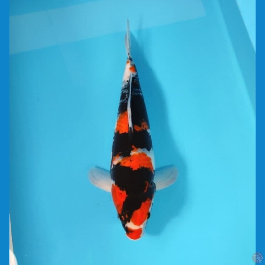 SHOWA 41 CM - FEEMALE