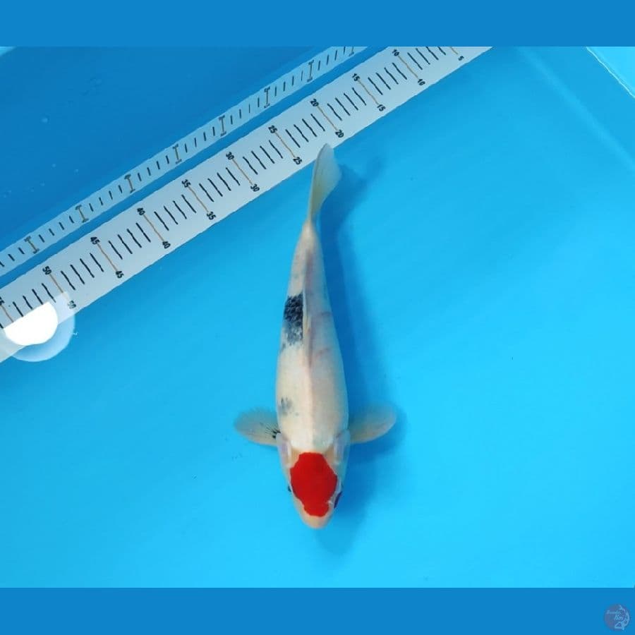 TANCHO SHOWA TATEGOI 33 CM - FEEMALE