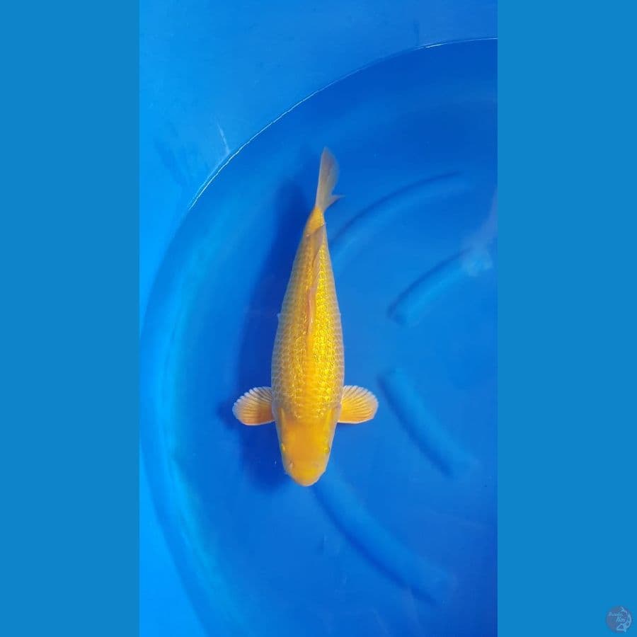 Karasi fuull ginrin 45cm male baby face SQ