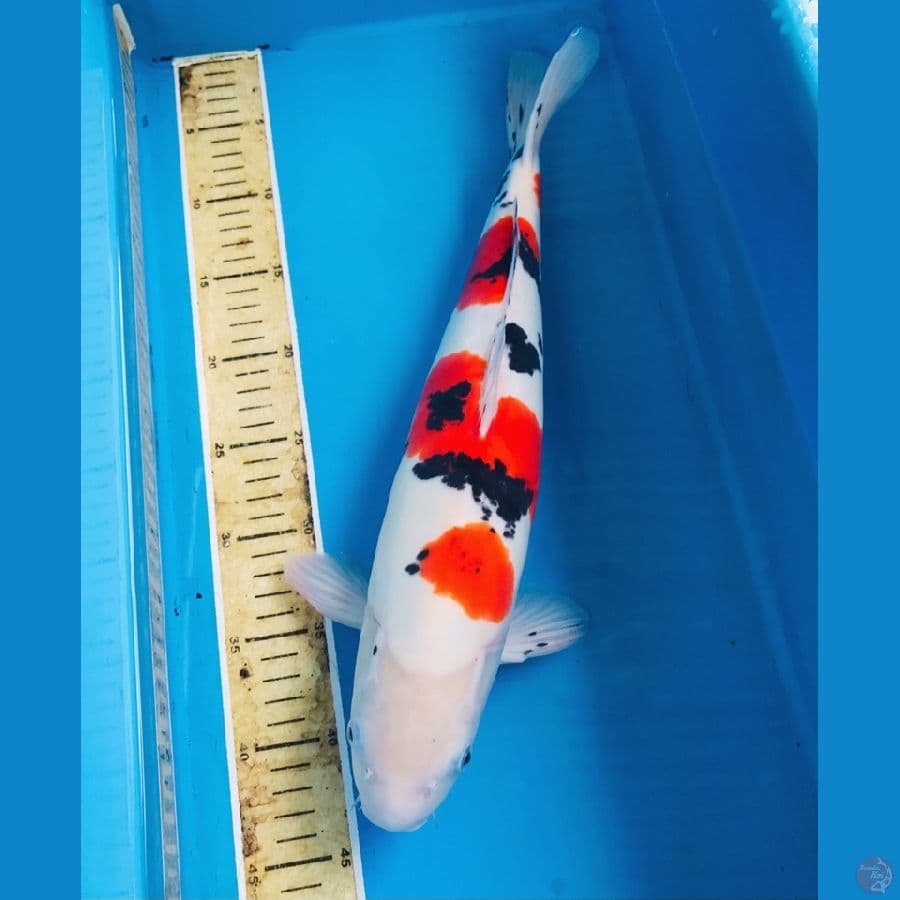 sanke doitsu murni, male 43cm