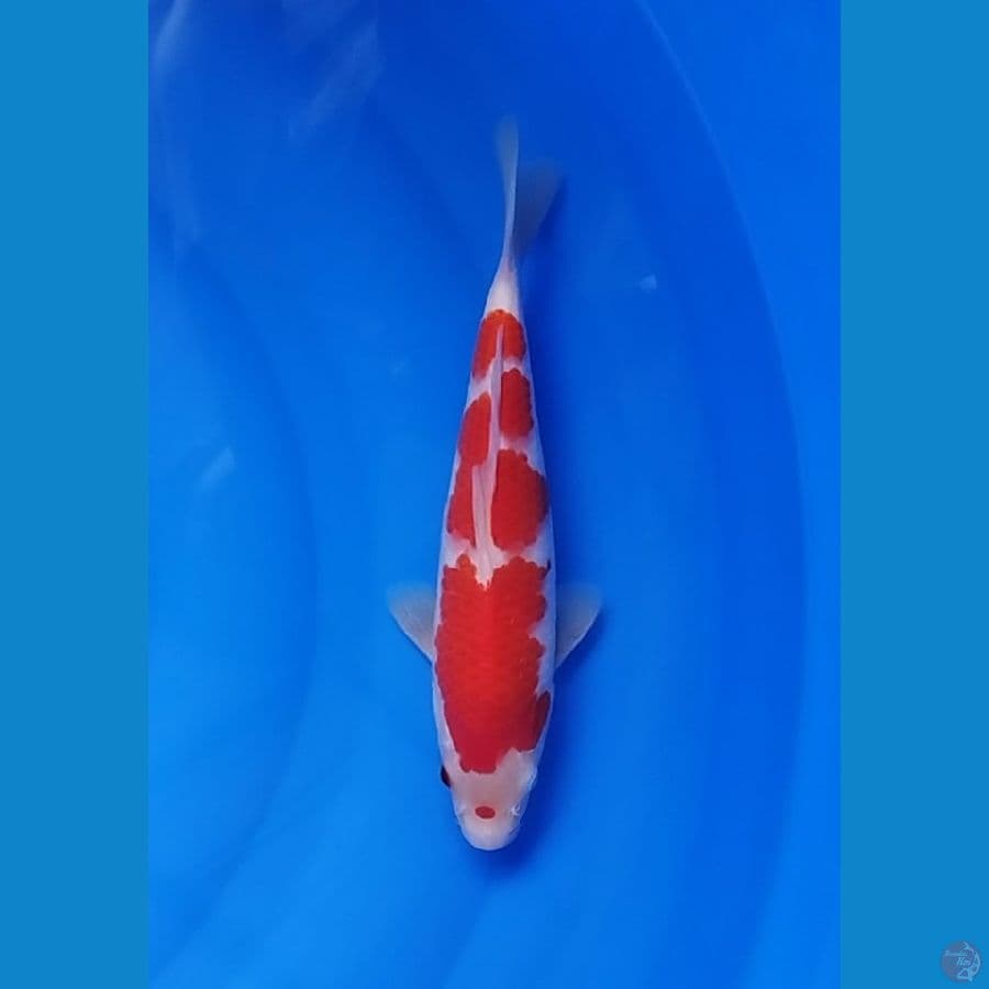 Kohaku