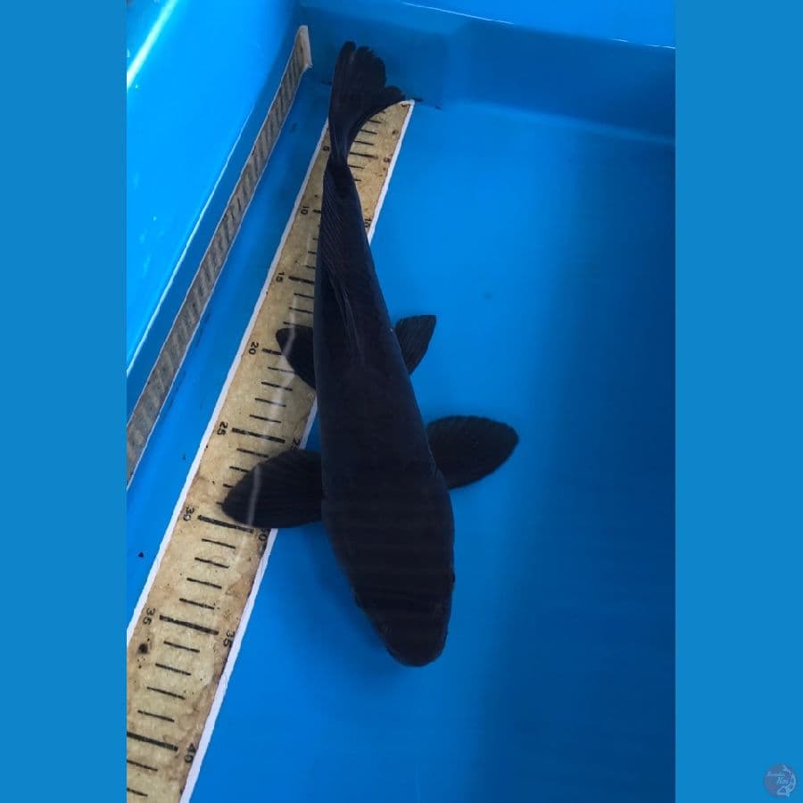 karasu 35cm