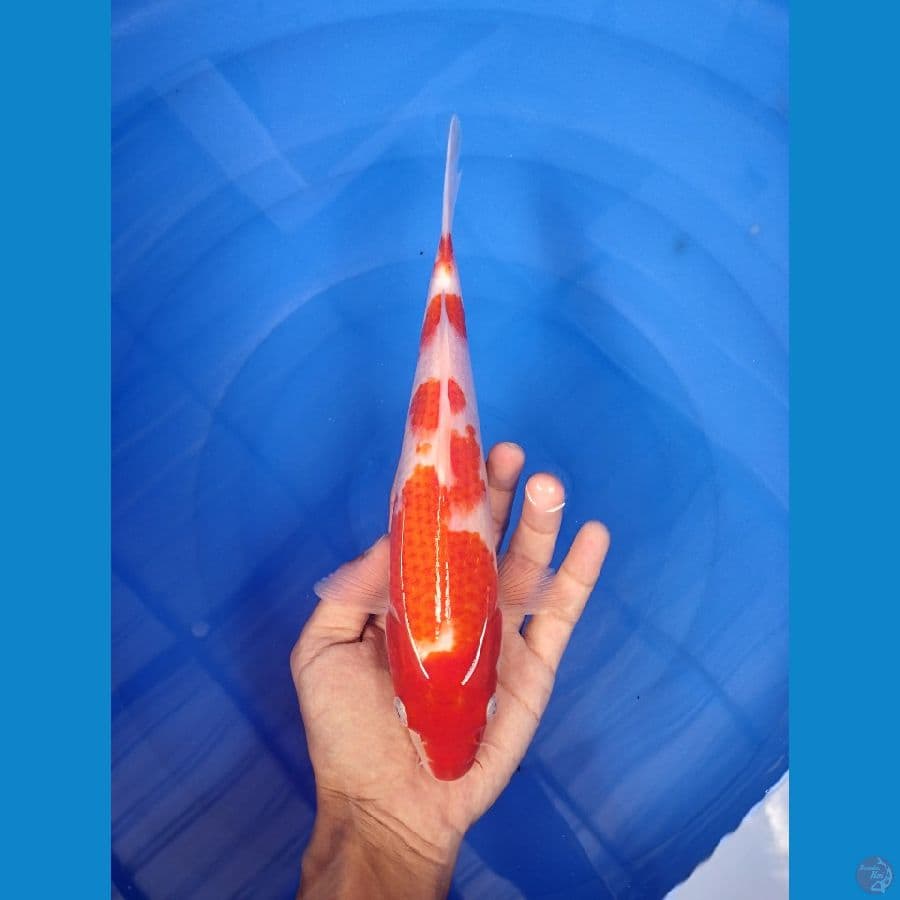 Kohaku