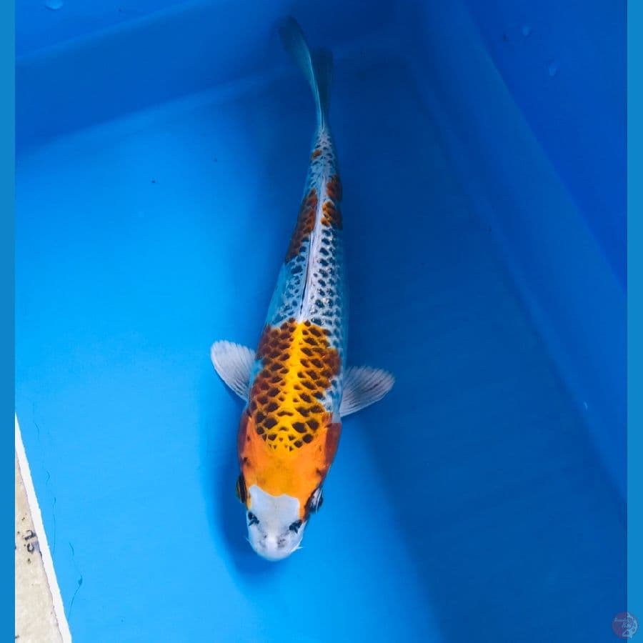 kujaku 20cm