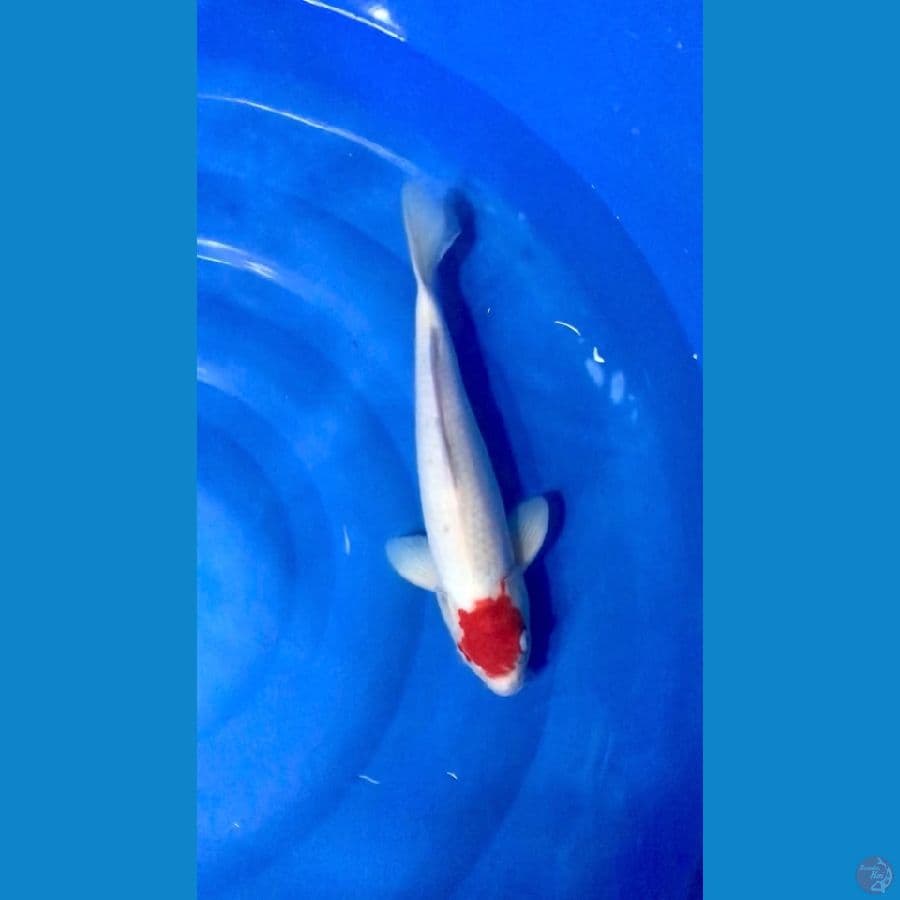 Tancho kohaku male 40bu