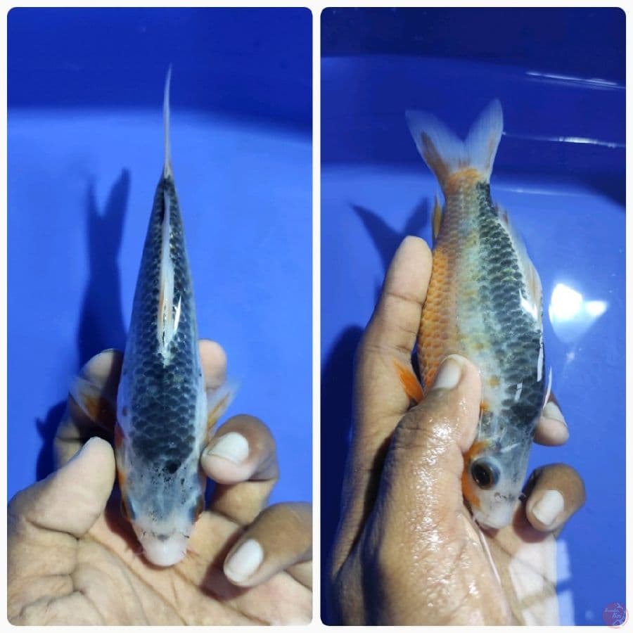 Asagi Munuk