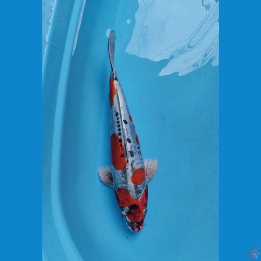 kiko 37 cm