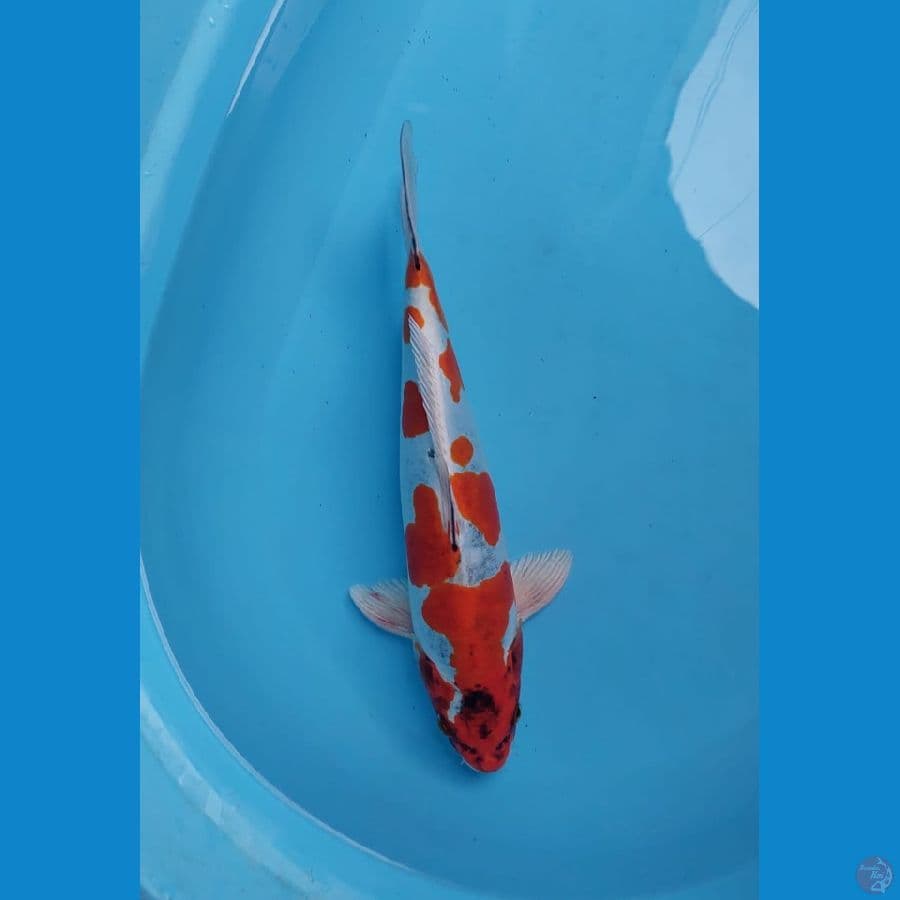 kiko 35 cm