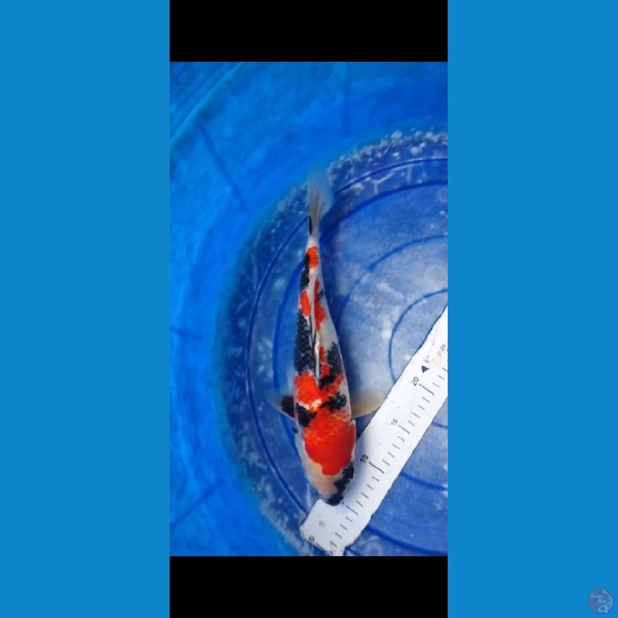 showa original, sise 33 cm