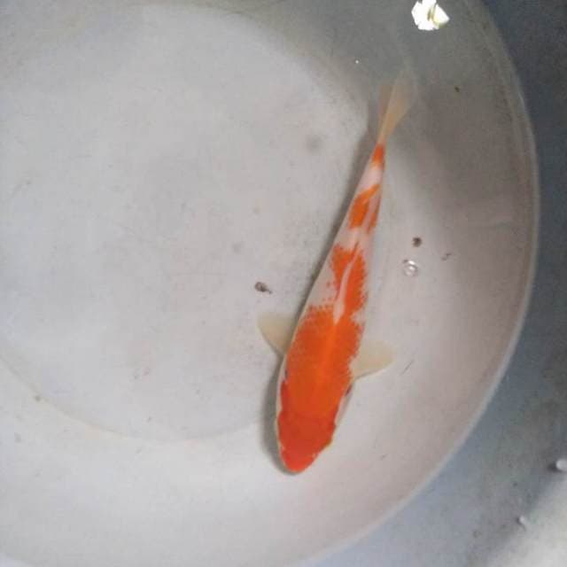 Kanoko kohaku