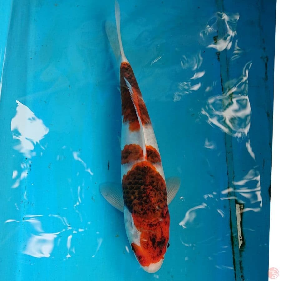 GOROMO 27CM