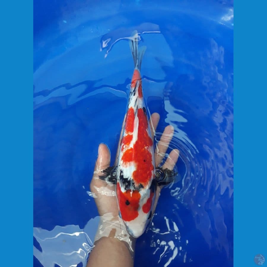 SHOWA GINRIN / F / 32cm (Calon indukan)