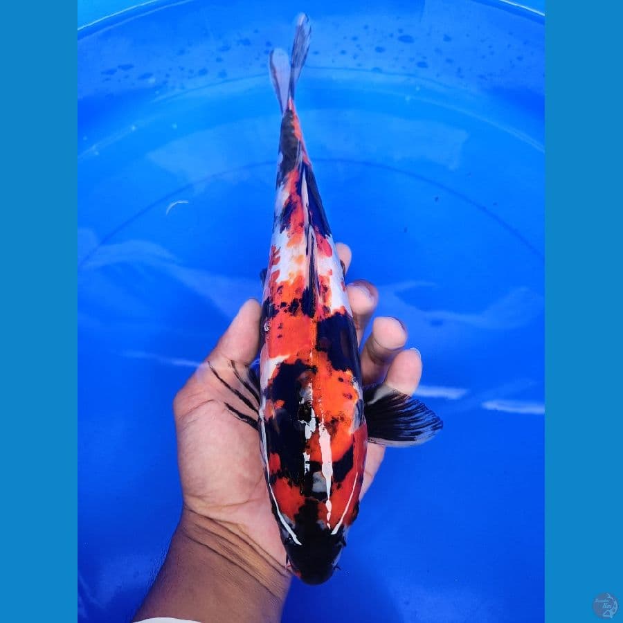 showa doitshu 34cm