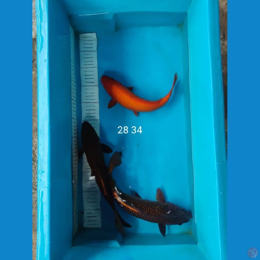 mix 3 ekor 28 34 cm