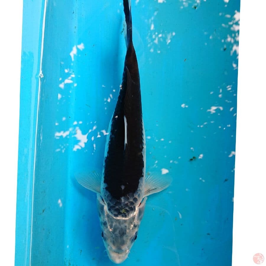 HAJIRO 26CM