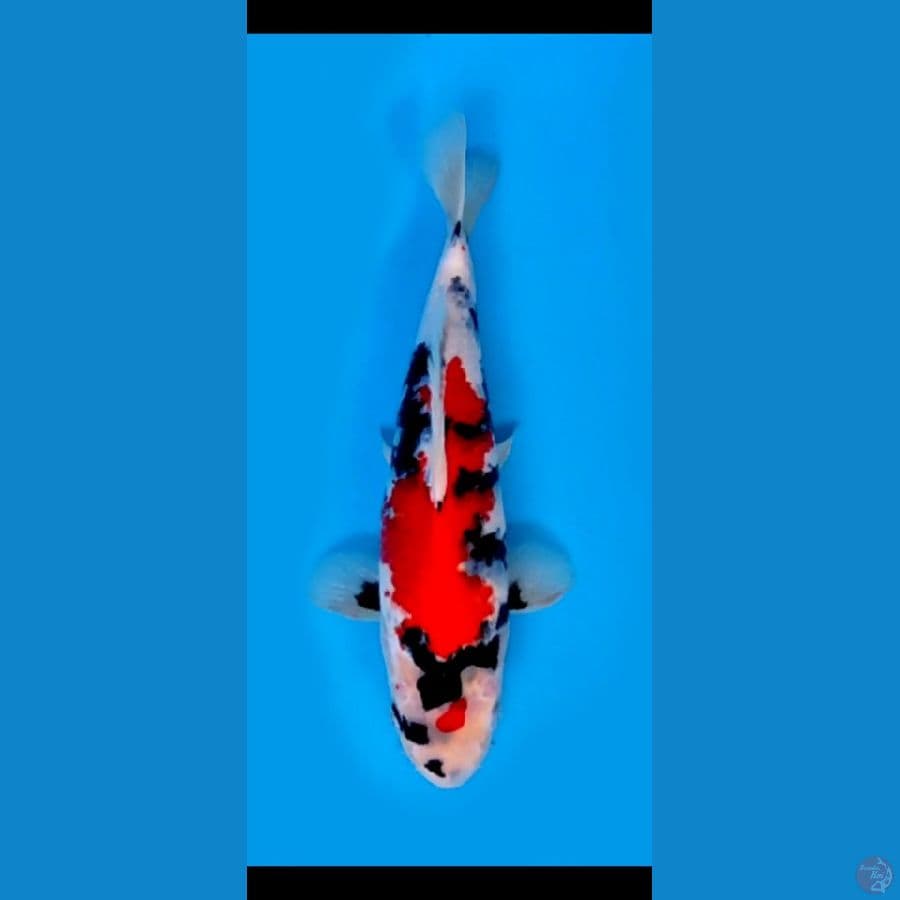 KINDAI SHOWA ORIGINAL #31 CM