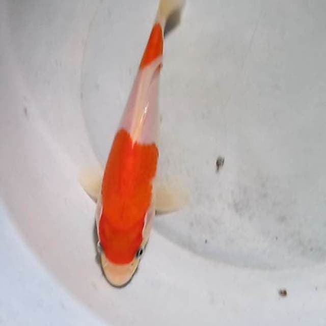Kohaku