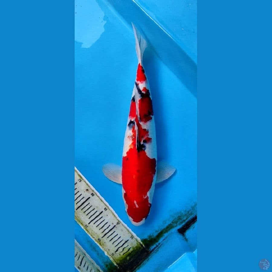 TAISO SANKE ORI #50 CM MALE