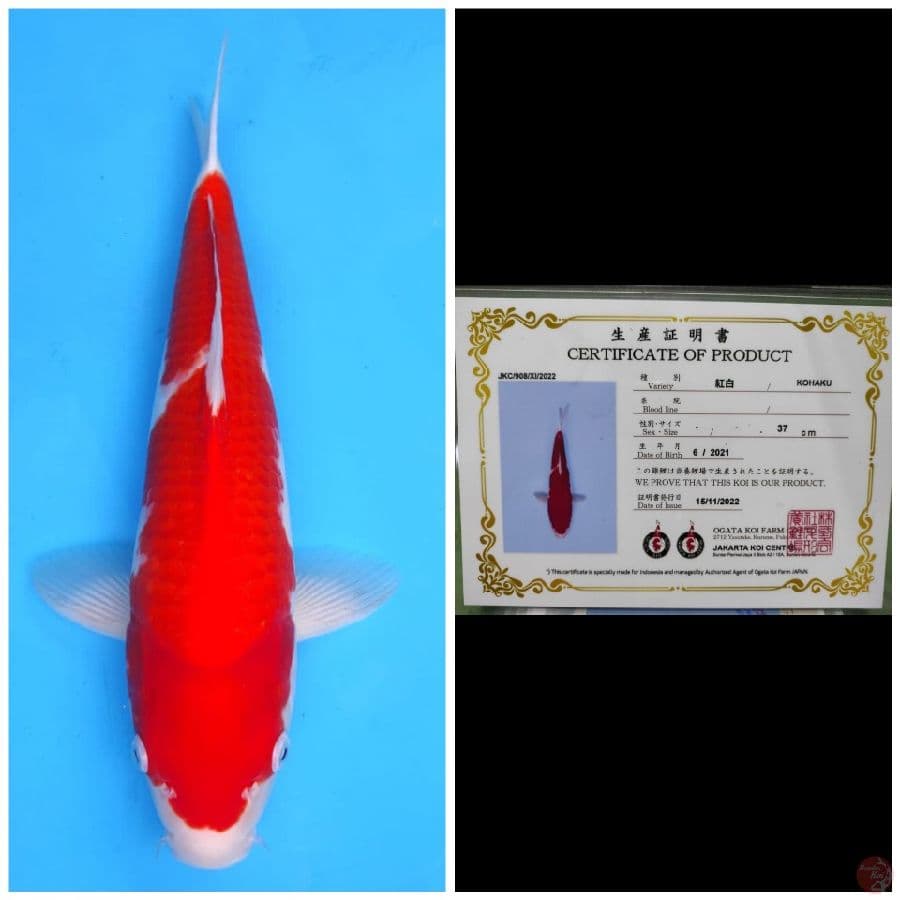 Ogata Kohaku