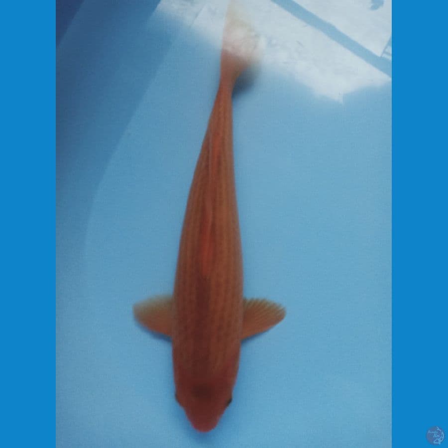 karasi jagung