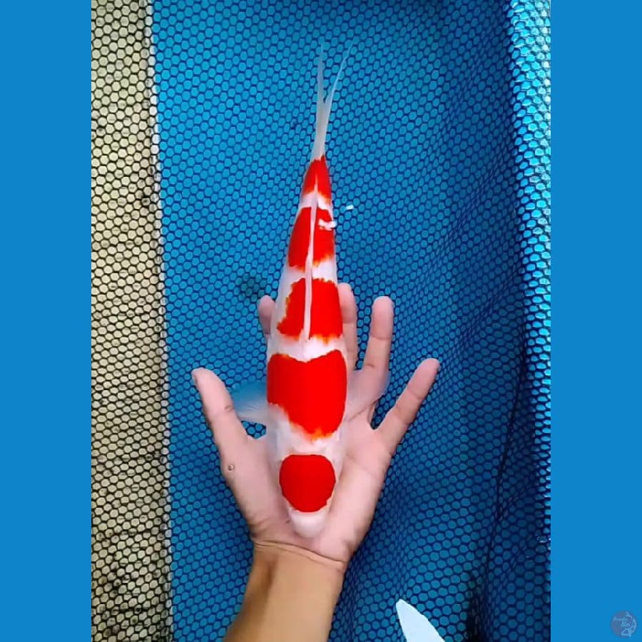 STEP 5 MARUTEN KOHAKU